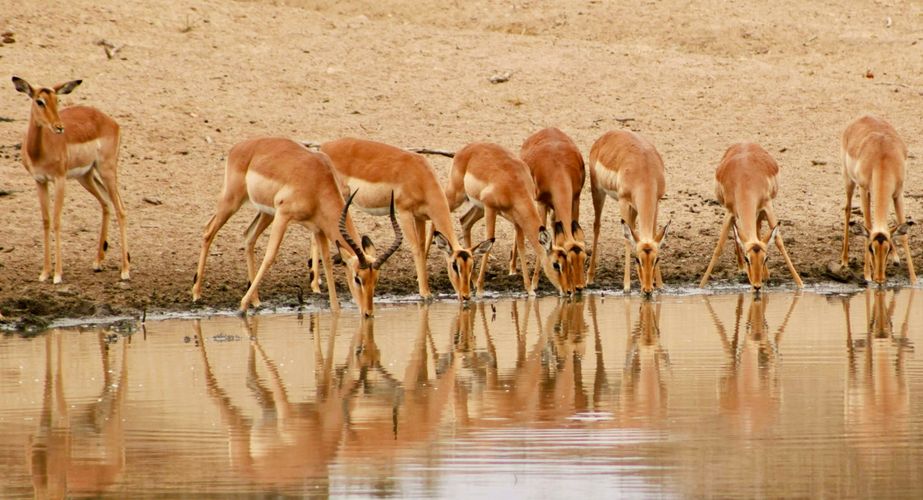 Kruger NP impala's